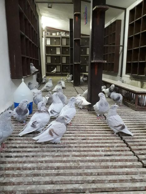  - Câțiva dintre porumbeii mei