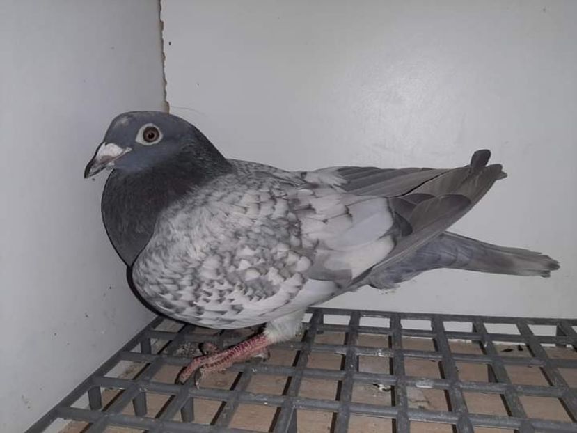  - Nu îmi aparțin 3