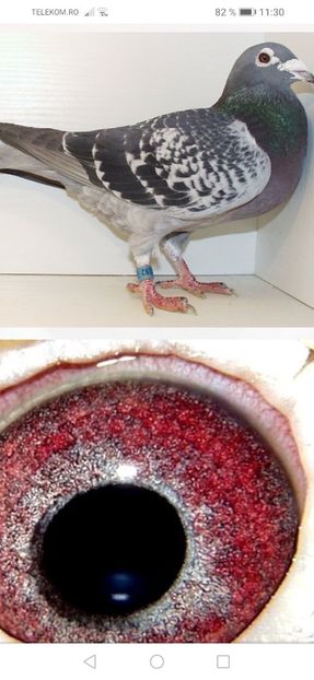 Tata Gb-04-090192 - Aarden