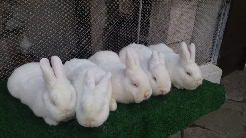 Screenshot_20211006-082540_WhatsApp - DE VANZARE OCTOMBRIE 2021