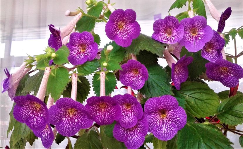 20211006_122243-1 - 0000 ACHIMENES