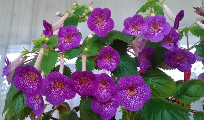  - 0000 ACHIMENES