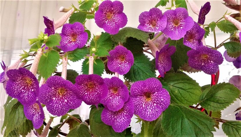  - 0000 ACHIMENES