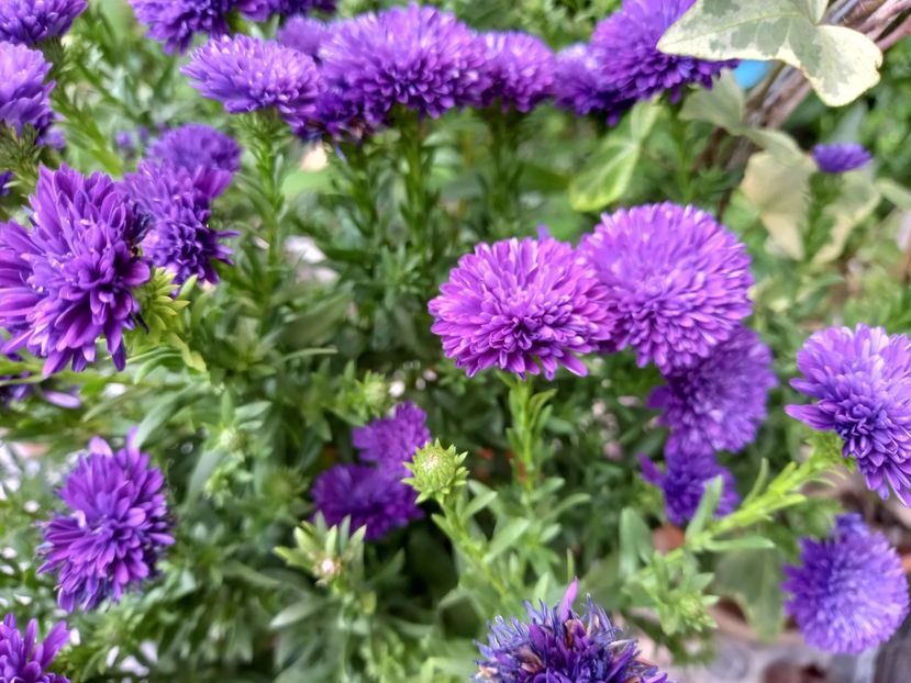  - Grădina 2021 continuare 2