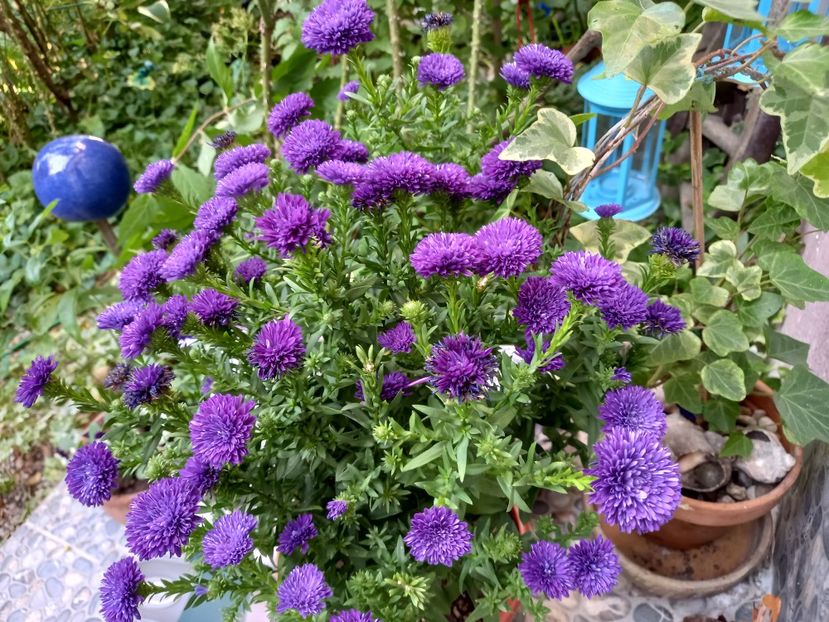  - Grădina 2021 continuare 2