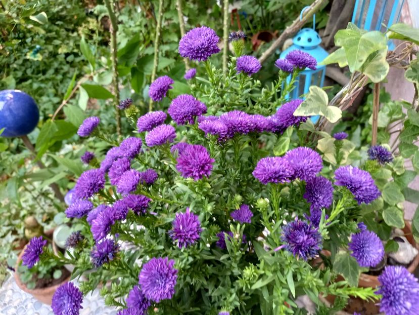  - Grădina 2021 continuare 2