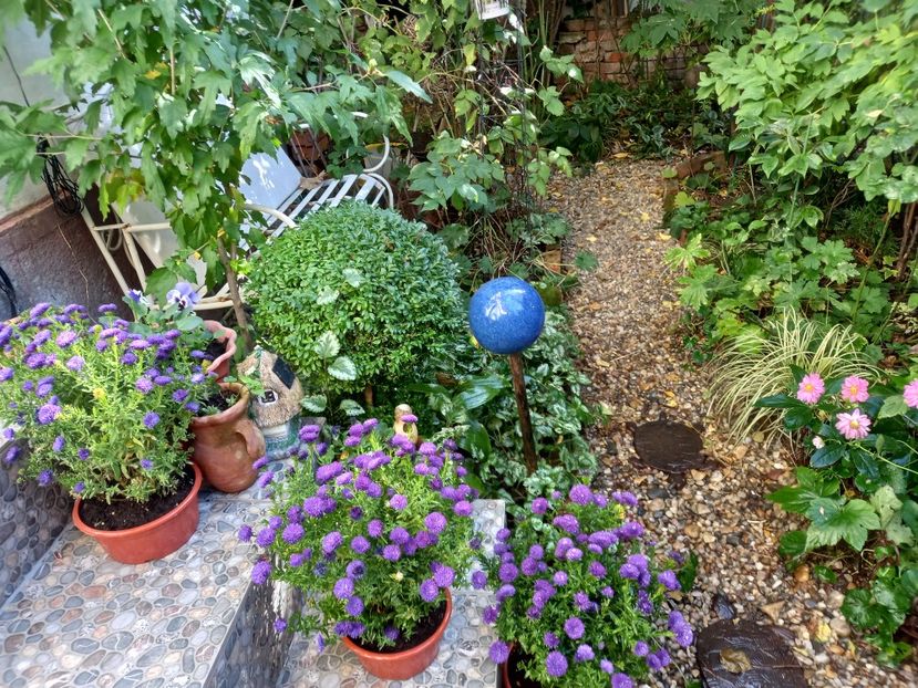  - Grădina 2021 continuare 2