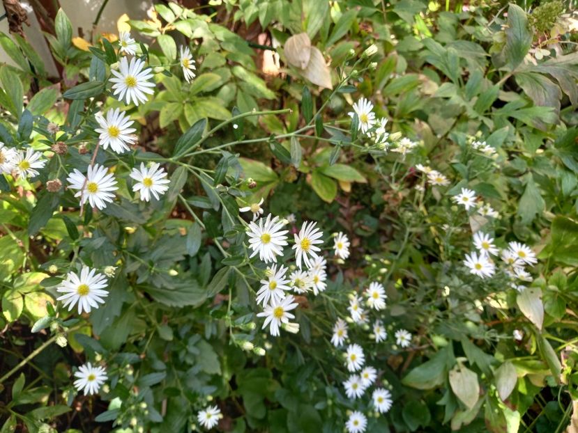  - Grădina 2021 continuare 2