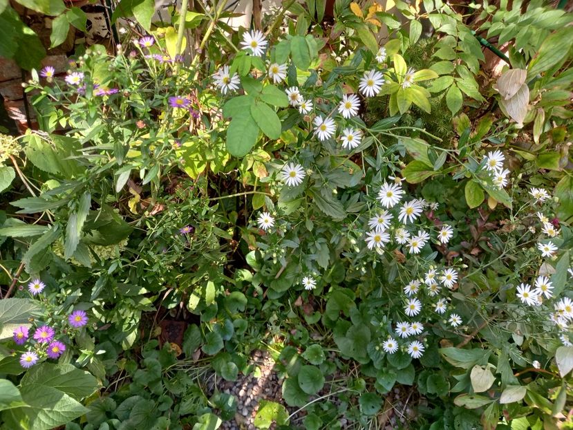  - Grădina 2021 continuare 2