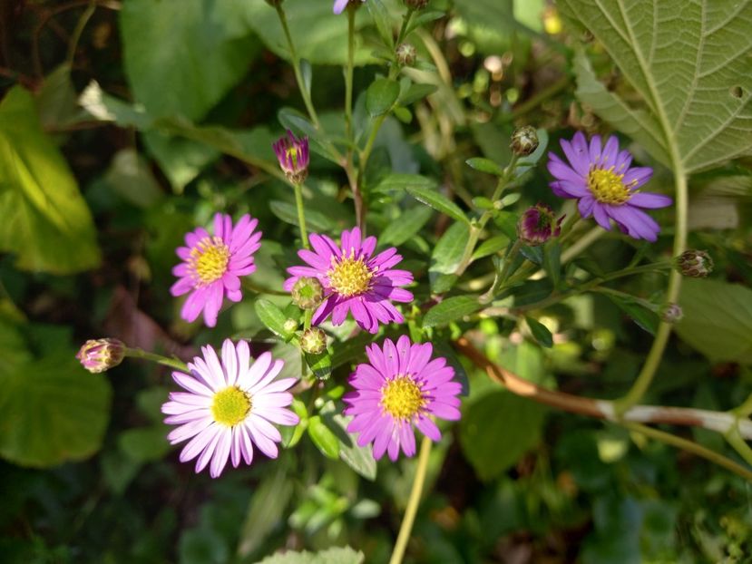  - Grădina 2021 continuare 2