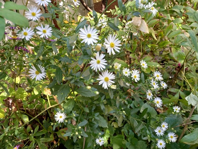  - Grădina 2021 continuare 2