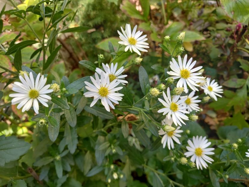  - Grădina 2021 continuare 2