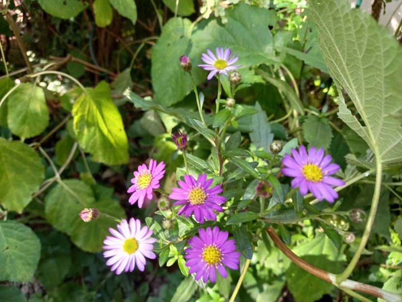  - Grădina 2021 continuare 2