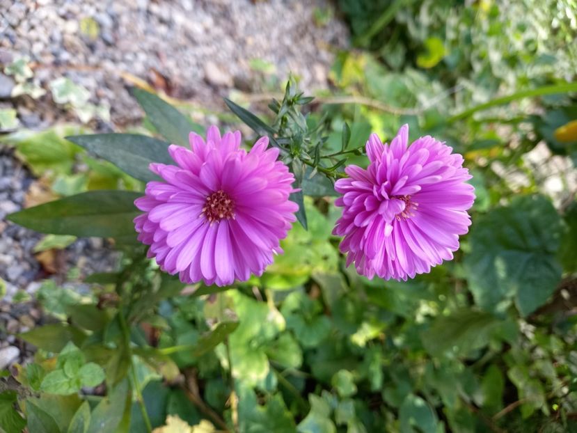  - Grădina 2021 continuare 2