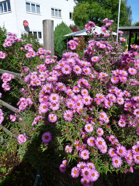  - 2021 - 03 - Toamna