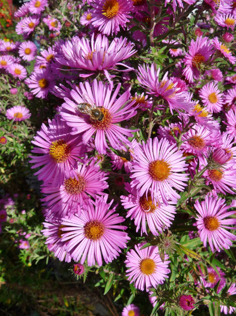  - 2021 - 03 - Toamna