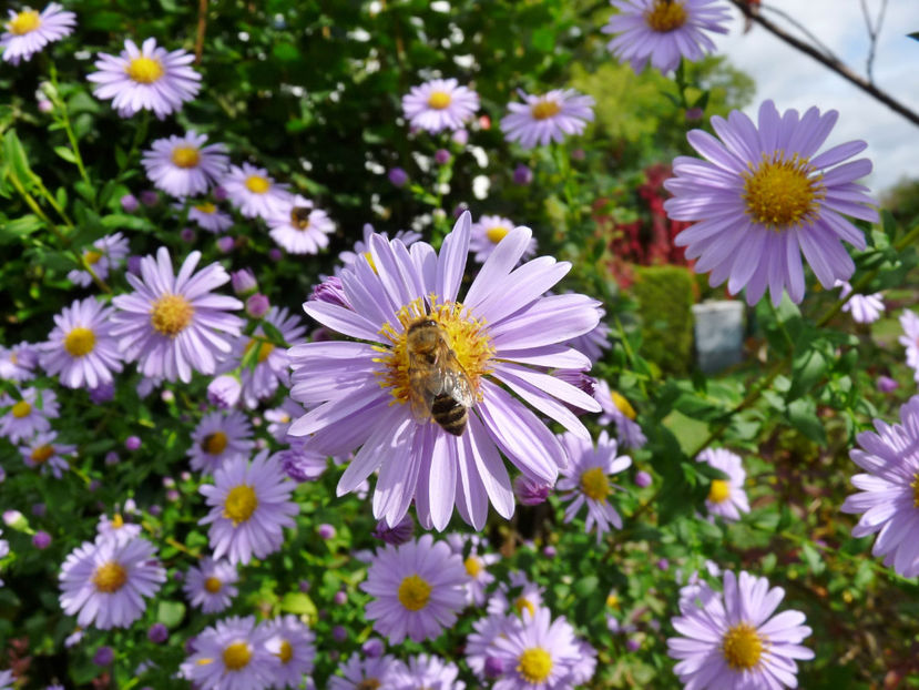  - 2021 - 03 - Toamna