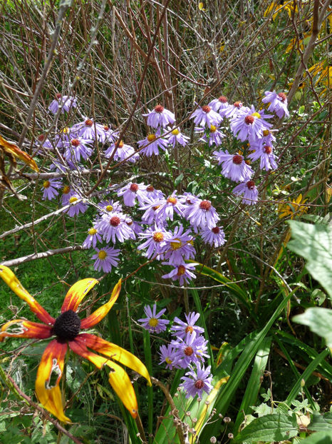  - 2021 - 03 - Toamna