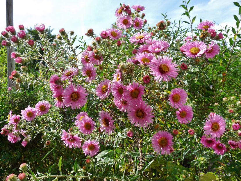  - 2021 - 03 - Toamna