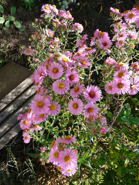  - 2021 - 03 - Toamna