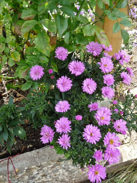  - 2021 - 03 - Toamna