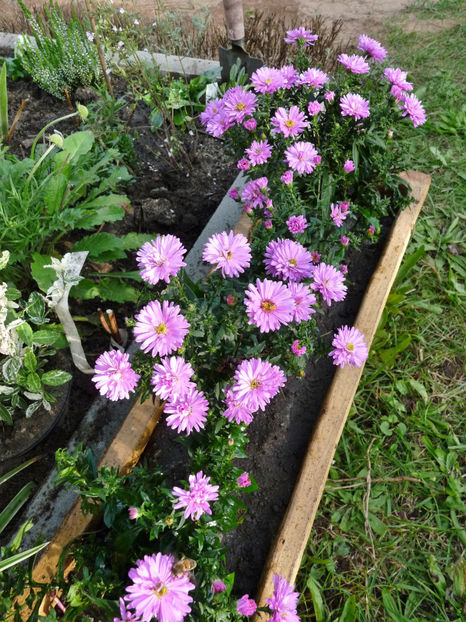  - 2021 - 03 - Toamna