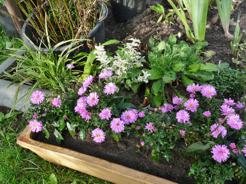  - 2021 - 03 - Toamna