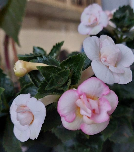 RF'S PINA COLADA - AAA RIZOMI ACHIMENES DISPONIBILI -2023