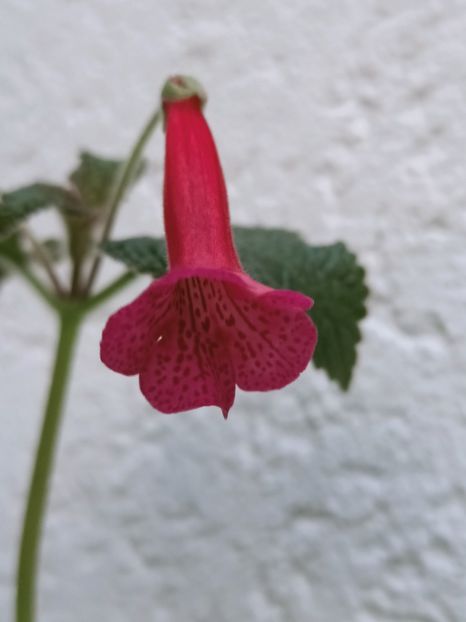 Img.2021.09.26 - 10-Sinningia