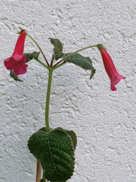 Img.2021.09.26 - 10-Sinningia