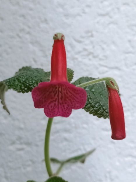 Img. 2021.09.21 - 10-Sinningia