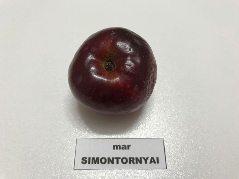  - SIMONTORNYAI ---- pulpa rosie