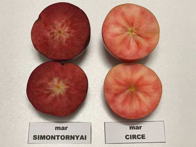  - SIMONTORNYAI ---- pulpa rosie