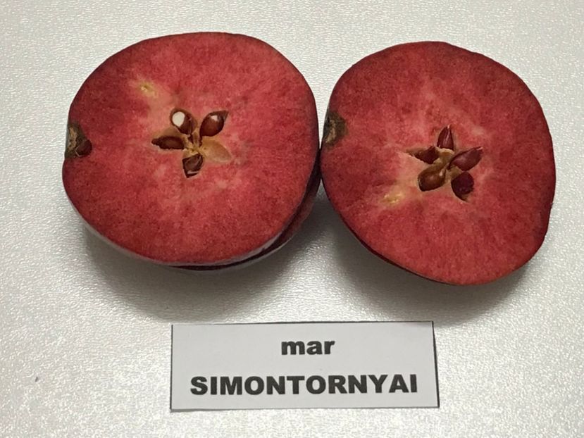  - SIMONTORNYAI ---- pulpa rosie