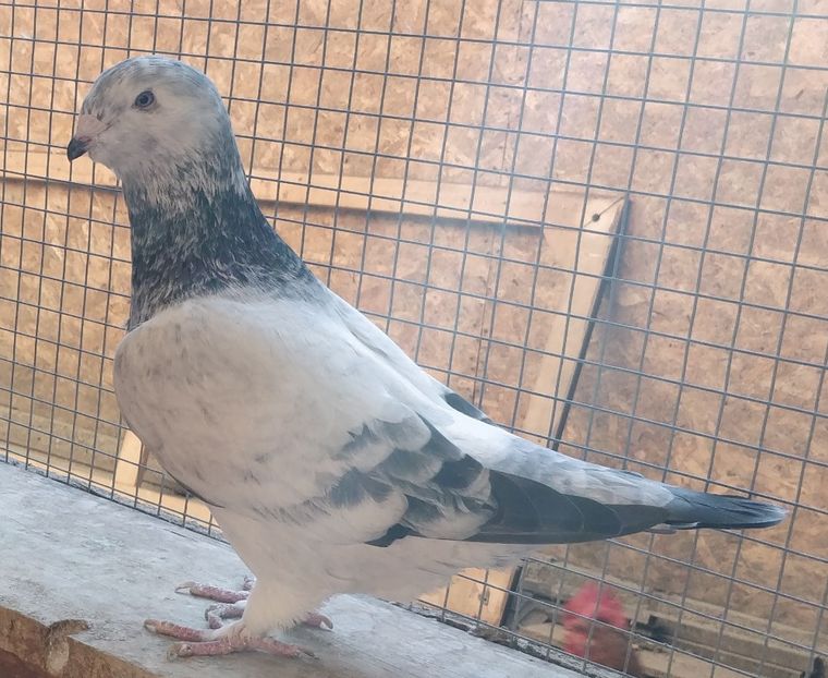 12 - Pui voiajor standard 2021