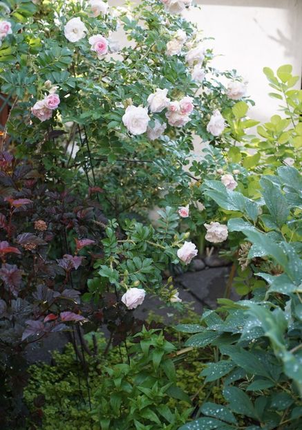  - Rosa rugosa Ritausma