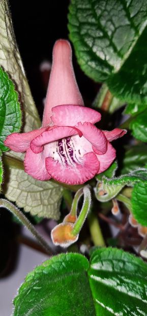 MGs Tenko - Sinningia 2021