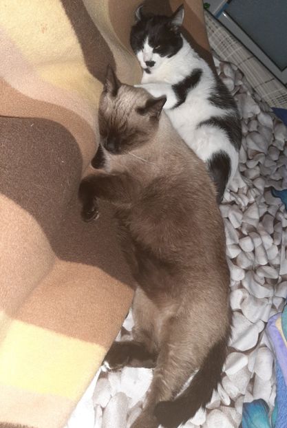  - Pisicii mei în octombrie 2021