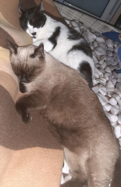  - Pisicii mei în octombrie 2021