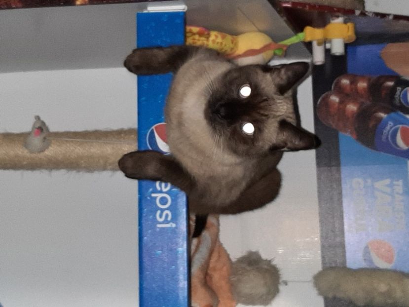  - Pisicii mei în octombrie 2021