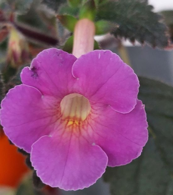 Găbița mea nu m-a lăsat nici acum! - BRID_S GABRIELA