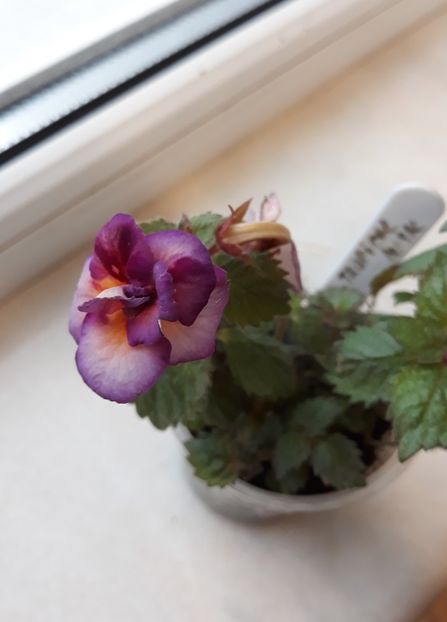 2021 - 001 2021 - TROPICAL DUSK