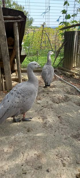 05.10.2021 - 10- Gaste Australiene