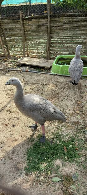  - 10- Gaste Australiene