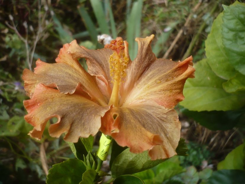 P1510202 - HIBISCUSI 2021-4