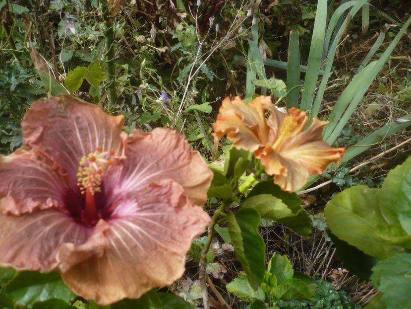 P1510203 - HIBISCUSI 2021-4