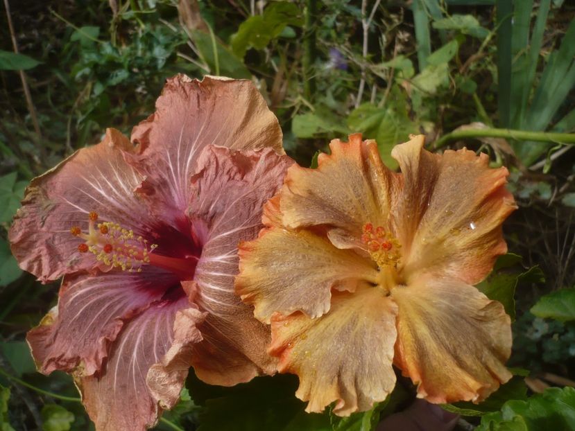 P1510204 - HIBISCUSI 2021-4