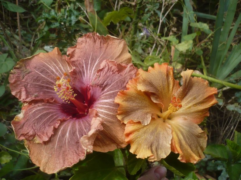 P1510205 - HIBISCUSI 2021-4