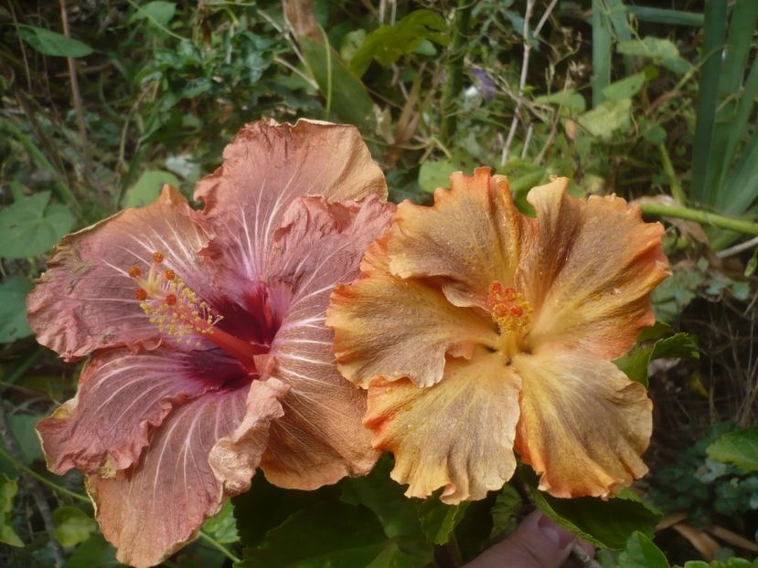 P1510206 - HIBISCUSI 2021-4