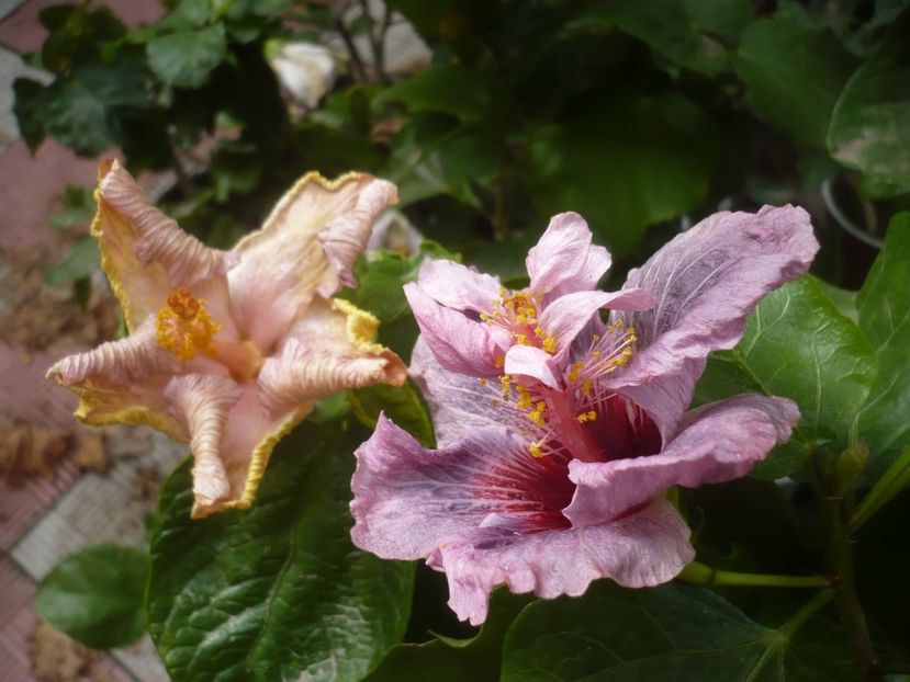 P1510207 - HIBISCUSI 2021-4